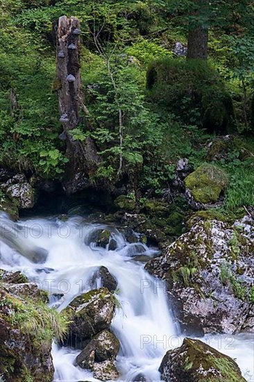 Torrent in Hartelsgraben, Gesaeuse National Park