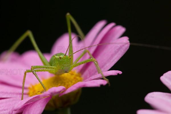 Speckled bush cricket,