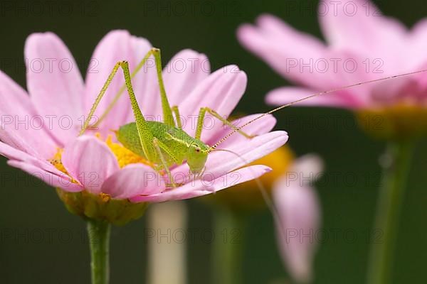 Speckled bush cricket,