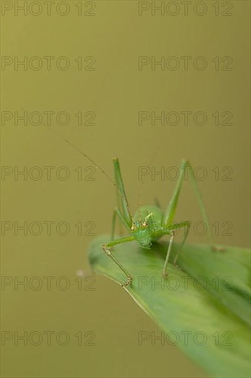 Speckled bush cricket,