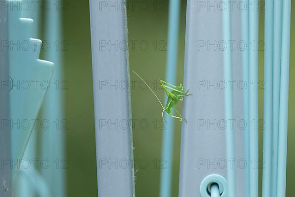 Speckled bush cricket,