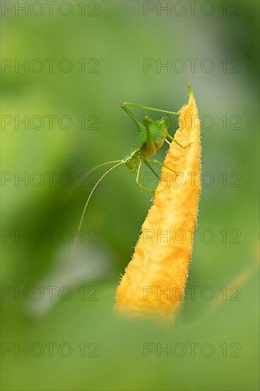 Speckled bush cricket,