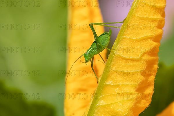 Speckled bush cricket,