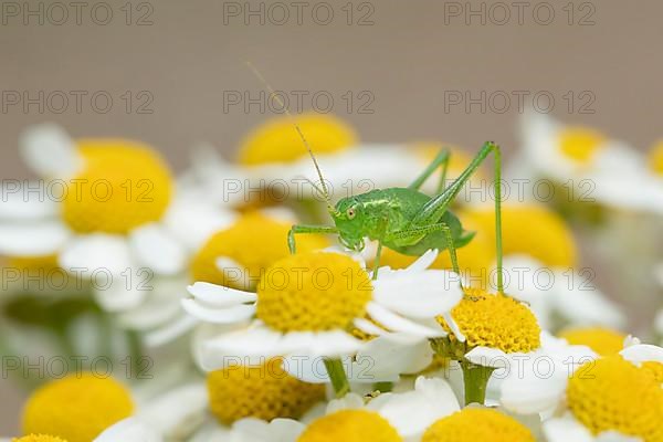 Speckled bush cricket,