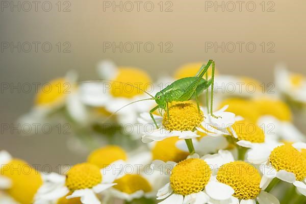 Speckled bush cricket,