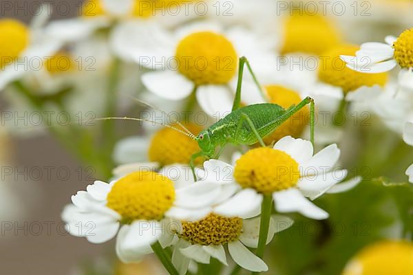 Speckled bush cricket,