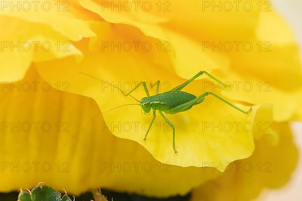 Speckled bush cricket,