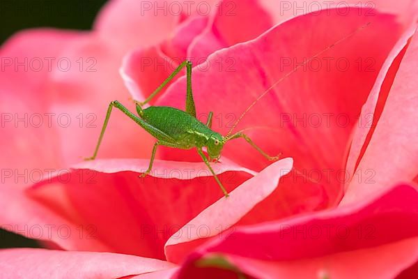 Speckled bush cricket,