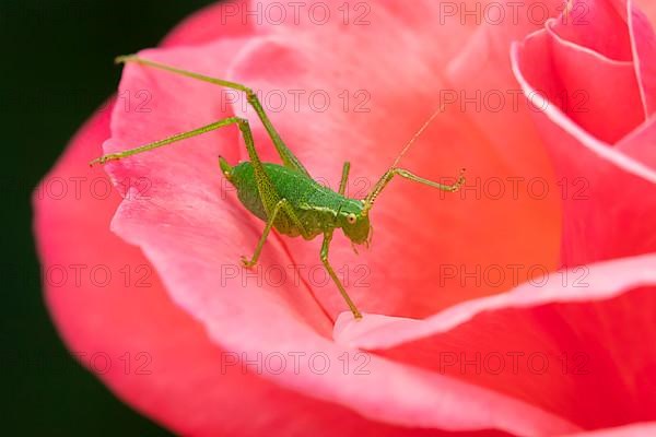 Speckled bush cricket,