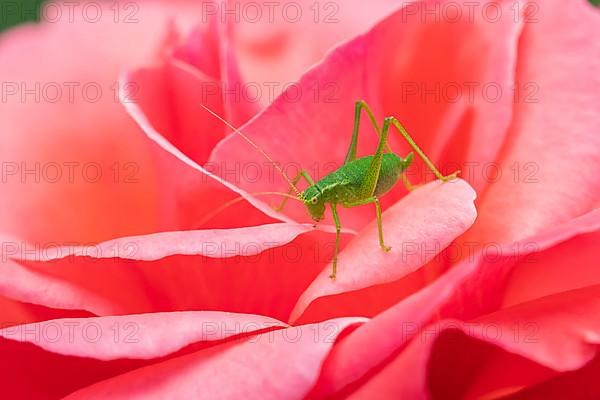 Speckled bush cricket,