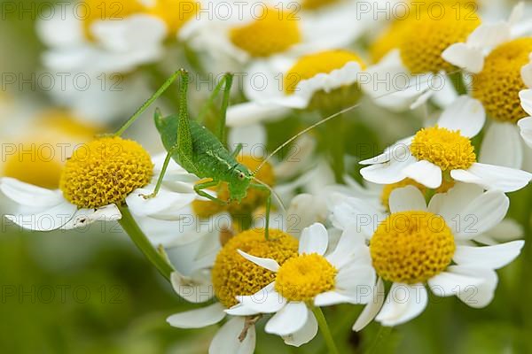 Speckled bush cricket,