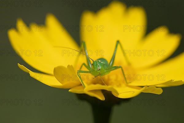 Speckled bush cricket,