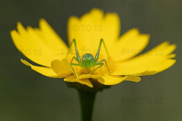 Speckled bush cricket,