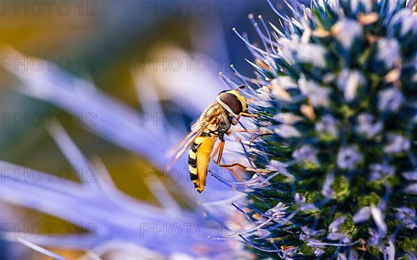 Common Drone Fly,