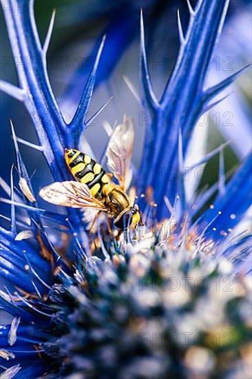 Common Drone Fly,