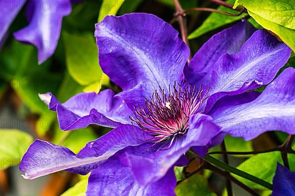 Purple Clematis Flower, Devon