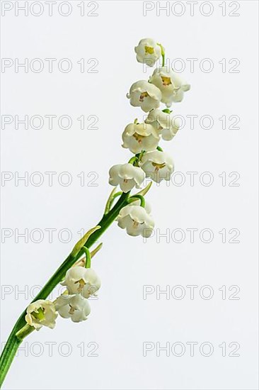 Lily of the Valley,
