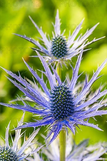 Blue Hobbit, Sea Holly