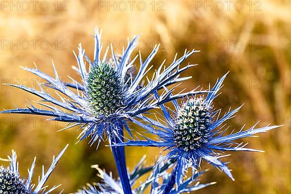 Blue Hobbit, Sea Holly