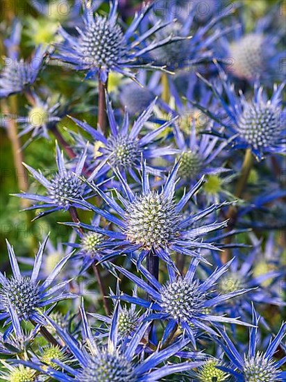 Blue Hobbit, Sea Holly