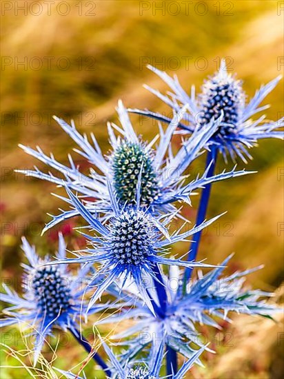 Blue Hobbit, Sea Holly