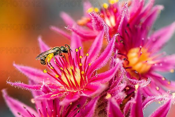 Bronze Furrow Bee,