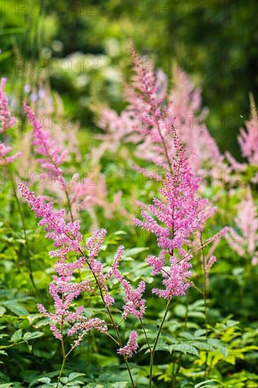 Astilbes, AstilbeÂ flowers