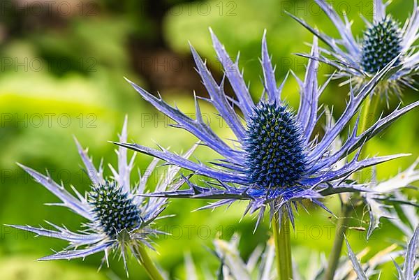 Blue Hobbit, Sea Holly