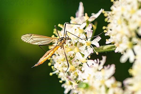 Tiger Cranefly, Nephrotoma flavescens