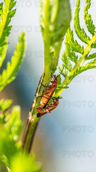 Common Red Soldier Beetle,