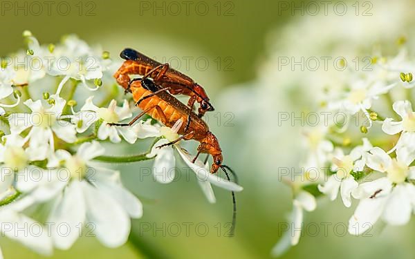 Common Red Soldier Beetle,