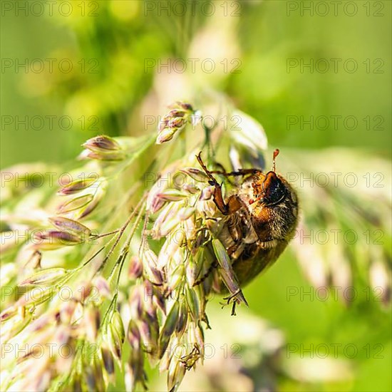 Summer Chafer, Amphimallon solstitialis