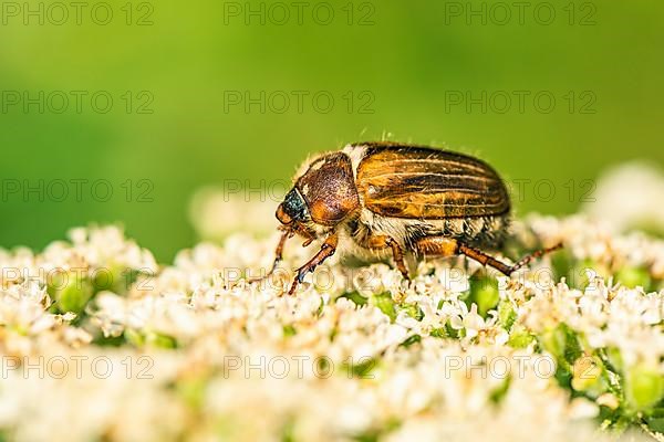 Summer Chafer, Amphimallon solstitialis