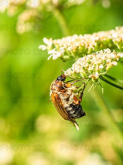 Summer Chafer, Amphimallon solstitialis