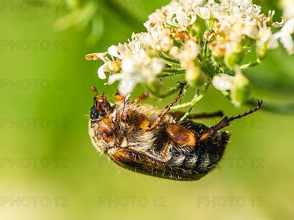 Summer Chafer, Amphimallon solstitialis