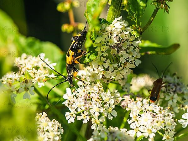 Spotted Longhorn,