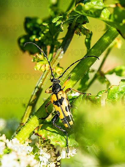 Spotted Longhorn,