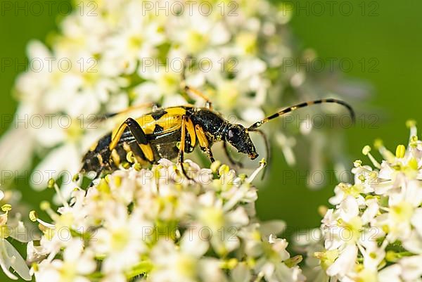 Spotted Longhorn,