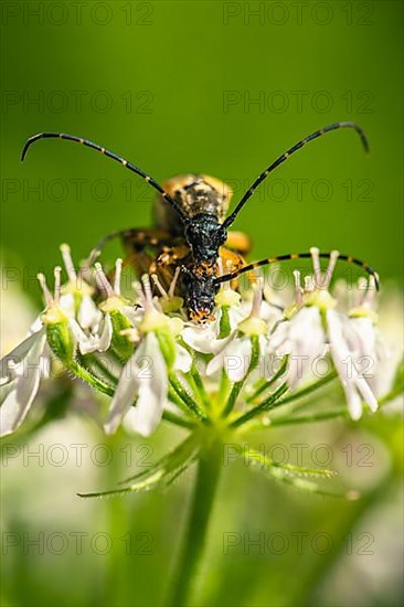 Spotted Longhorn,