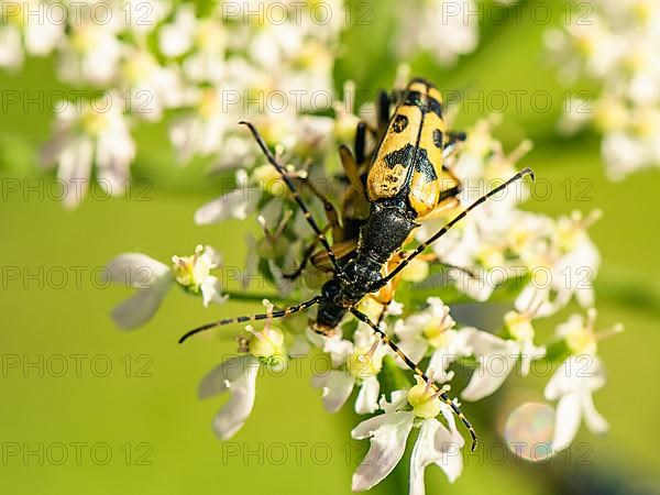 Spotted Longhorn,