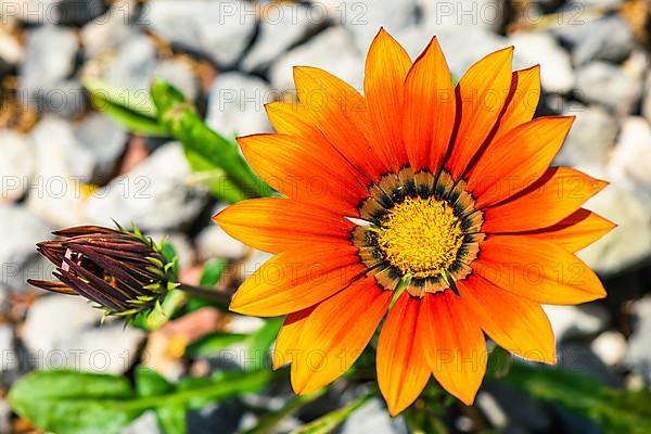 African Daisy, Asteraceae