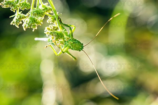 Great Green Bush-cricket,