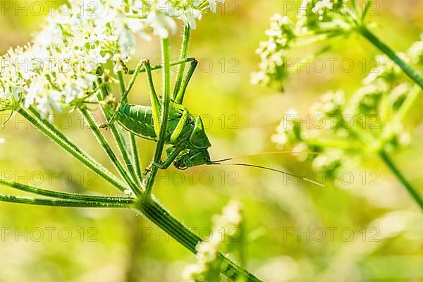 Great Green Bush-cricket,