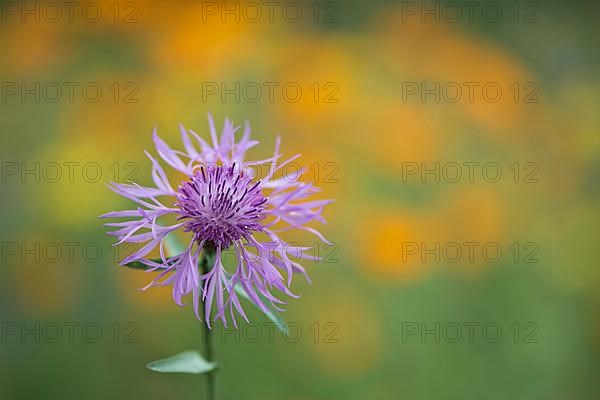 Greater knapweed,