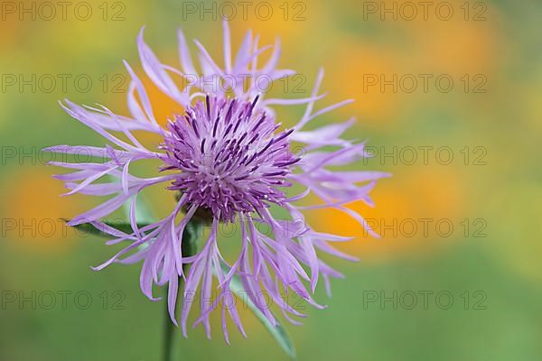 Greater knapweed,