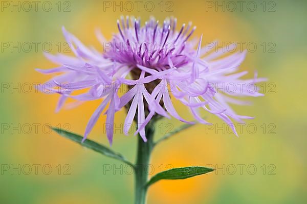 Greater knapweed,