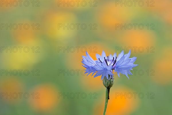 Cornflower,