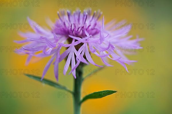 Greater knapweed,