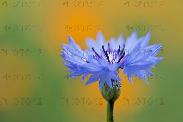 Cornflower,