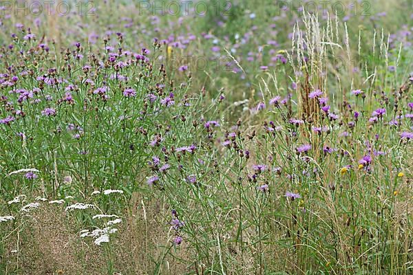 Brown knapweeds,